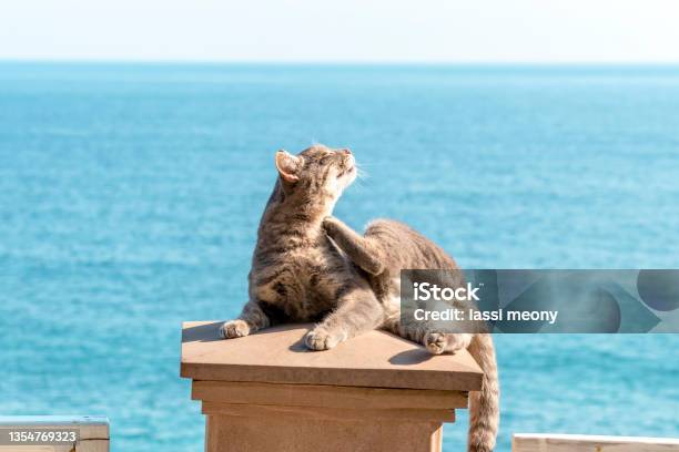 Cat Is Lying On Background Of Sea Stock Photo - Download Image Now - Domestic Cat, Sea, Tabby Cat