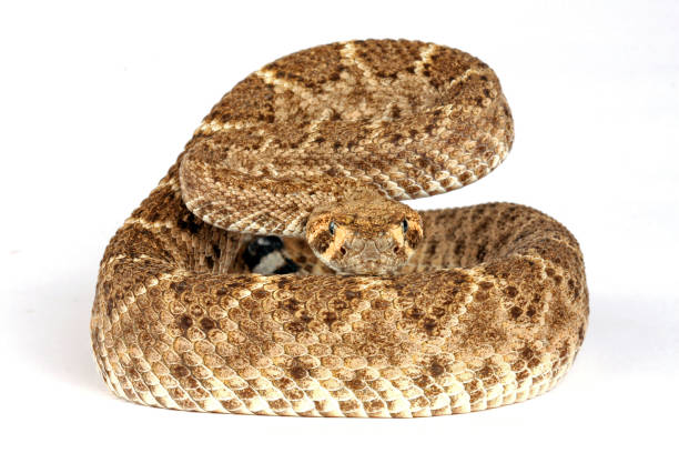 istock Western Diamondback Rattlesnake against a white background. 1354771718