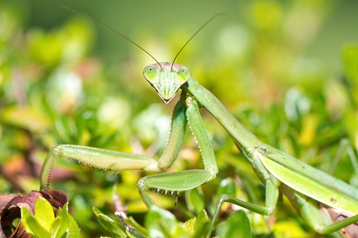 Big female praying mantis sitting on branch in the grass and blue sky background. European mantis (Mantis religiosa)