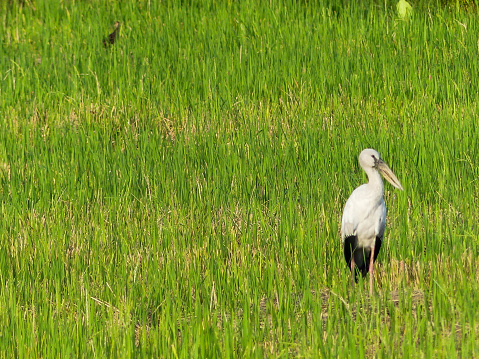 stork bird have the length from the tip of the beak to the tip of the tail is approximately 51 cm (20 inches). Its long beak is yellow while its legs are blackish.\n\nIn this white phase, the heron looks almost similar to the heron (which is also white haired but can also be found in dark gray fur. However, both species of heron and the heron bird can be distinguished by their habits and physical environment that the heron bird likes to be alone. and inhabit coastal areas while herons live in groups in fields or pastures especially around buffaloes and cattle.