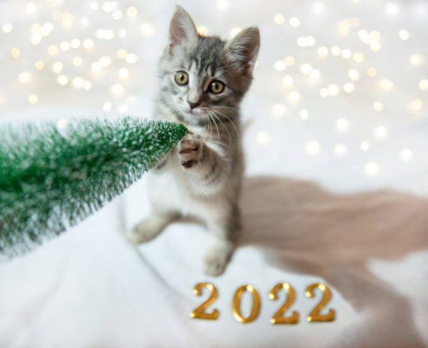 istock Christmas kitten plays with a Christmas tree, on a white background figures 2022. 1354774806