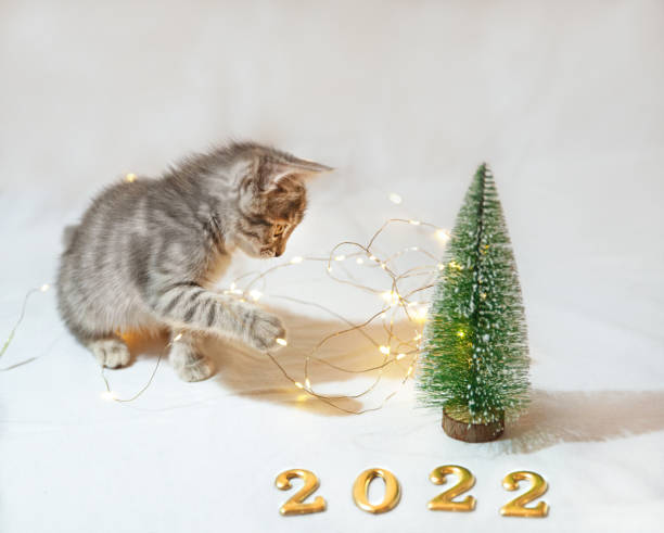 istock Christmas kitten plays with a Christmas tree, on a white background figures 2022. 1354774833