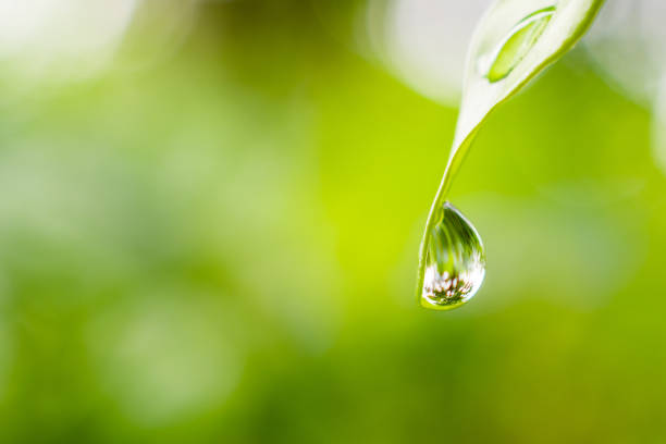 water drip on green leaf