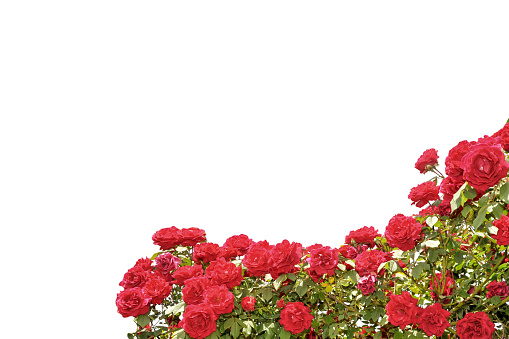 Red rose bush frame isolated on white, copy space, ideal for greeting cards and banner, graphic design