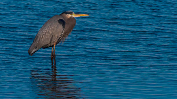 istock Great Blue Heron at Bayfront Park in Daphne, Alabama 1354777385