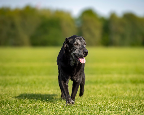 Elderly black labrador for a walk on a grassy field on a sunny day. The dog's muzzle is completely gray.