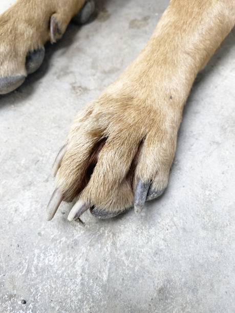 istock foot of dog on cement floor 1354782807