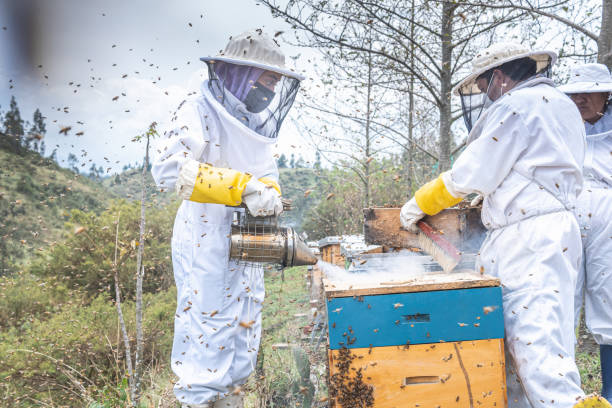 istock A woman in a protective suit smokes over farm honey combs while two other beekeepers work surrounded by bees 1354787287