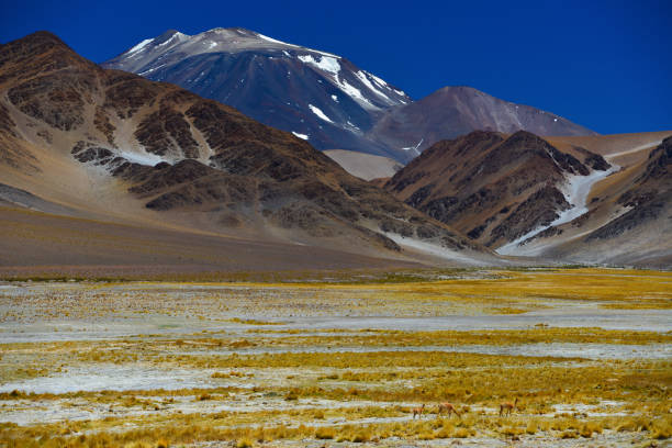 istock Incahuasi volcano and guanacos 1354788728