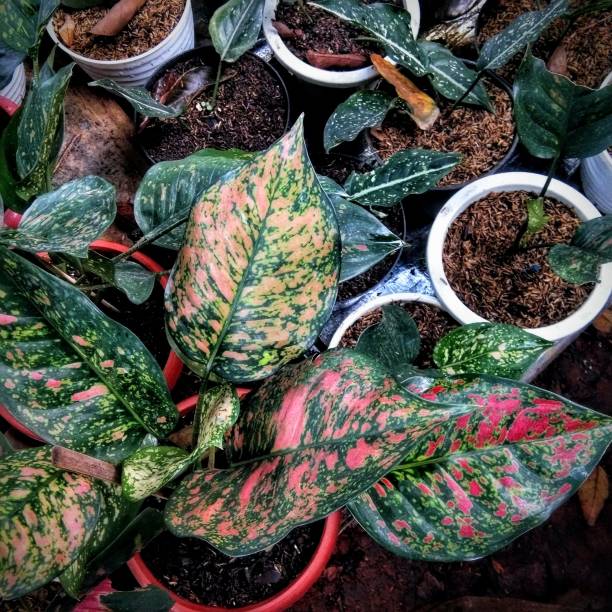 istock beautiful color combination on aglonema plants 1354792570