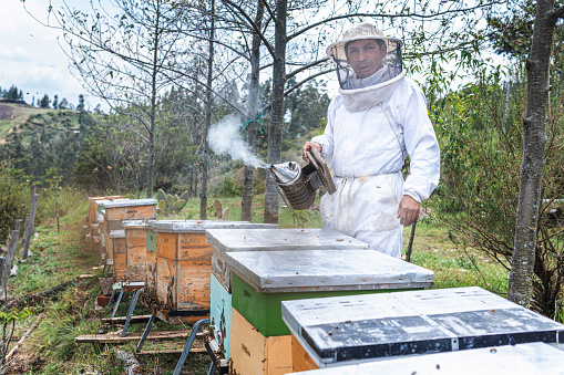Portrait of a male beekeeper with the smoker during the honey bee harvest next to the combs in the field