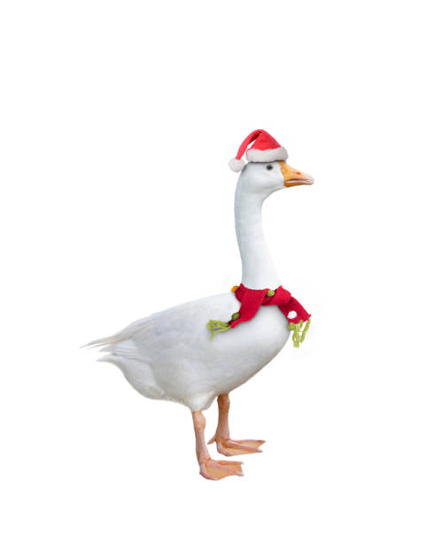 istock White goose wearing christmas hat and  scarf standing. 1354795549