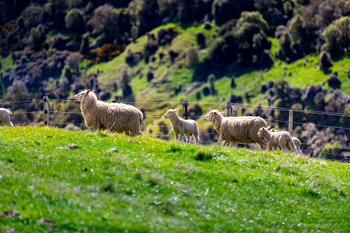 This October 2021 daylight photo shows adorable lambs and adult sheep during lambing season near the Port Levy community of Ōtautahi Christchurch, Aotearoa New Zealand. Sheep products are a major export business for this South Pacific nation. This farm is located on a lush landscape with deep valleys, providing a busy background for this photo. This area is part of Horomaka Banks Peninsula, an ancient volcanic complex.