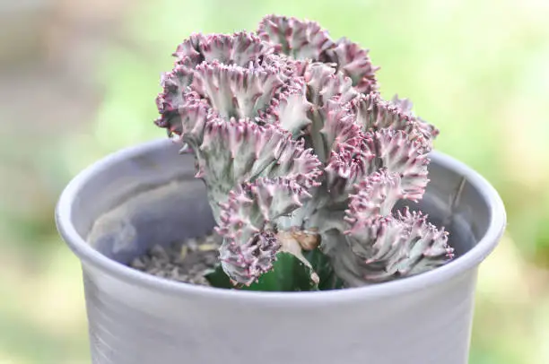 Photo of Cristata, Euphorbia lactea or Euphorbia lactea Haw