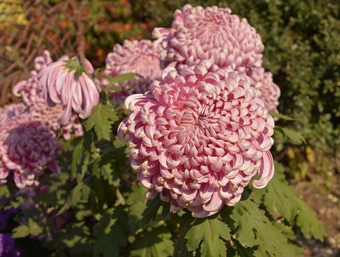 pink chrysanthemum flowers blossom in sunny day in the garden