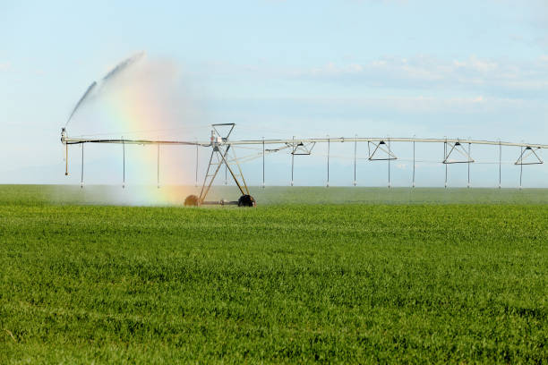 istock Rainbow in Agricultural sprinkler mist 1354801064