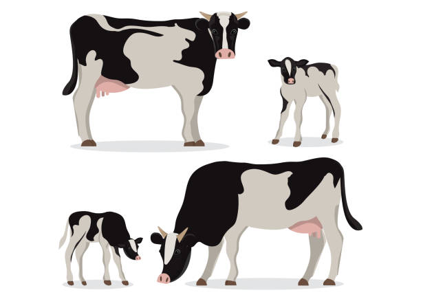 illustrazioni stock, clip art, cartoni animati e icone di tendenza di carino di mucca e vitelli holstein in bianco e nero. - newborn animal illustrations
