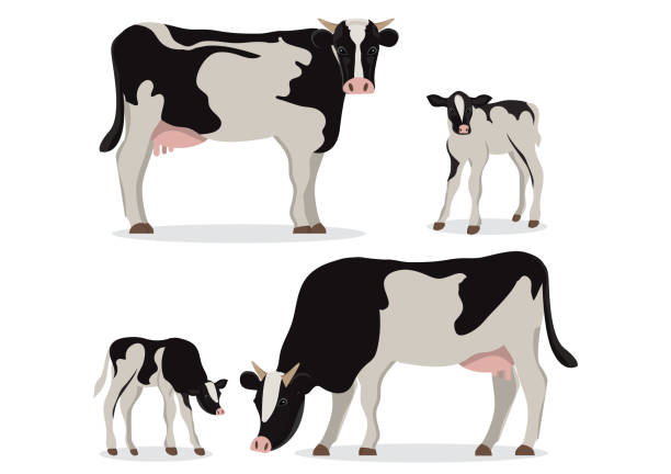 Cute of black and white holstein cow and calves. Cute of black and white holstein cow and calves in different poses isolated on white background.for farms, groceries, packaging and branding. pics of the holstein cow stock illustrations