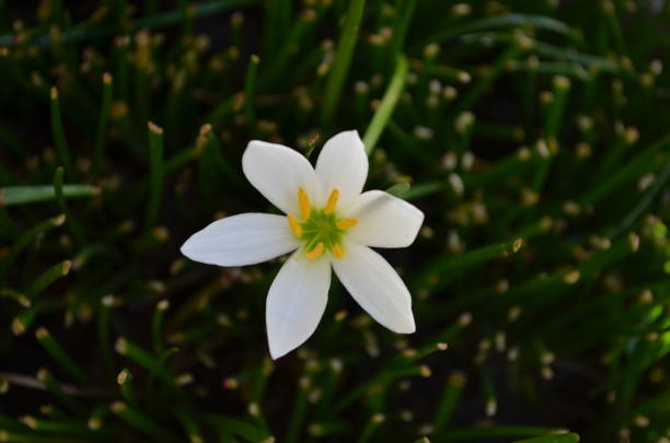 istock Zephyranthes candida, with common names that includes autumn Zephyr lily, white wildflower and Peruvian swamp lily, is a species of rain lily. Amaryllidaceae. White fairy lily 1354807309