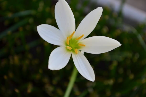 istock Zephyranthes candida, with common names that includes autumn Zephyr lily, white wildflower and Peruvian swamp lily, is a species of rain lily. Amaryllidaceae. White fairy lily 1354807316
