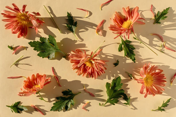 istock Creative composition of pink chrysanthemums on a beige background. 1354808587