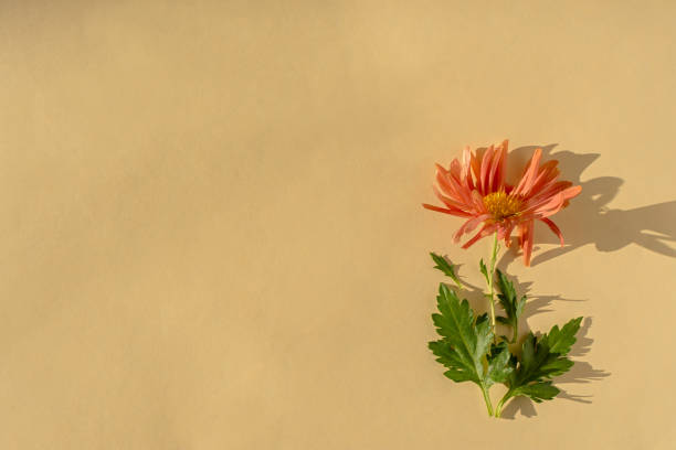 Creative composition of pink chrysanthemums on a beige background. Bright autumn flowers with green leaves top view. The concept of Mother's Day, International Women's Day. Flat layout, full frame