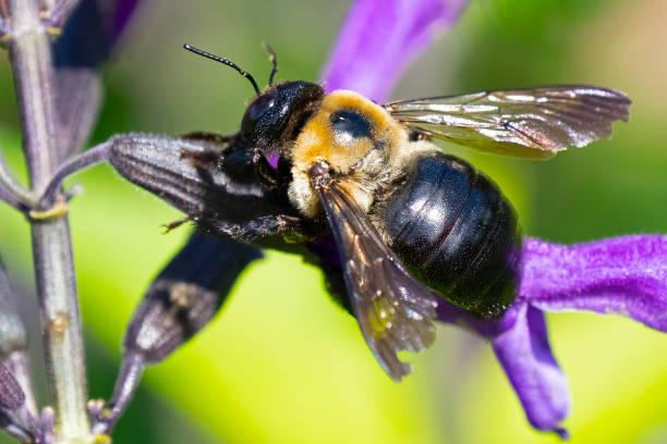 eine zimmermannsbiene, die sich von einer blume ernährt - pollenkorn stock-fotos und bilder