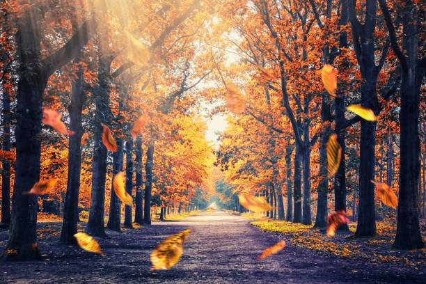 istock Beautiful wood in Holland 1354810711