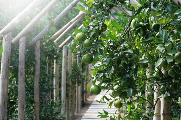 istock Orange tree fruits in the garden. 1354810737