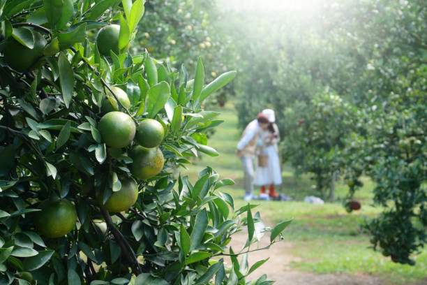 istock Orange tree fruits in the garden. 1354810799