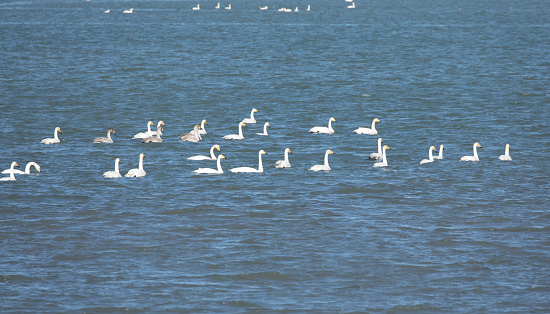 Winter migratory birds swans visit the winter seas of Gangjin Bay
