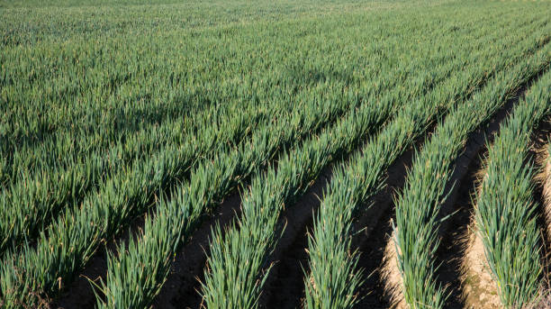 A view of a green onion field neatly planted in a rural field stock photo