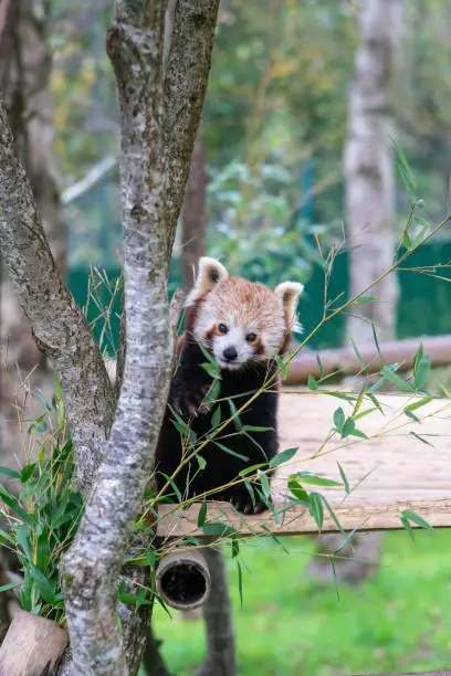 Red panda and bamboo leaves. Close view.