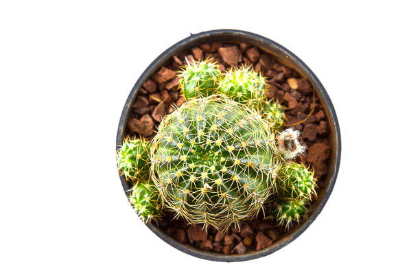 istock small cactus houseplant in pot on white background 1354812004