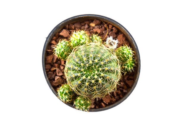 istock small cactus houseplant in pot on white background 1354812016