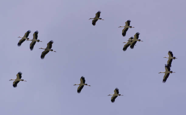 uccelli che volano in alto alla ricerca di cibo in risaia allagata asia thailandia - open mouth foto e immagini stock