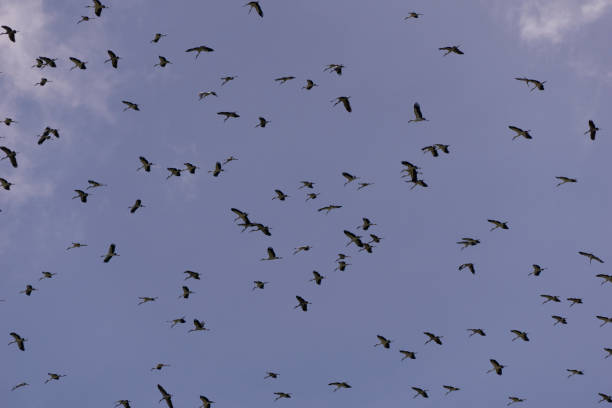 uccelli che volano in alto alla ricerca di cibo nella risaia allagata asia tailandia - open mouth foto e immagini stock