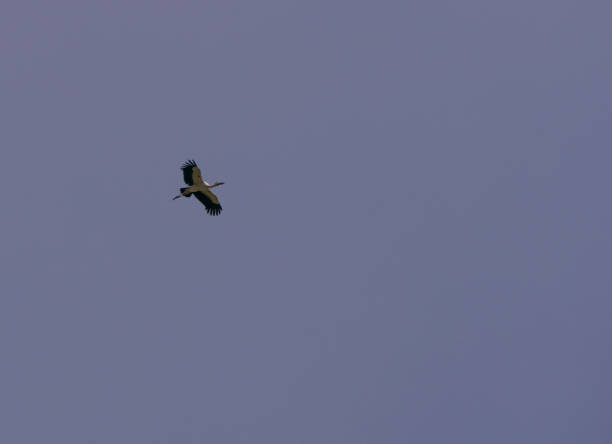 uccelli che volano in alto alla ricerca di cibo in risaia allagata asia thailandia - open mouth foto e immagini stock