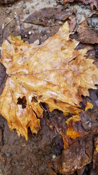 istock winter signs, the end of summer 1354812438