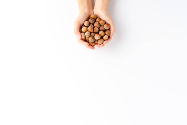 Female hands holding hazelnuts isolated on white background with copyspace. Top view