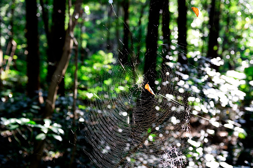 Close-up of Spider and spider web in forest with sunlight.
