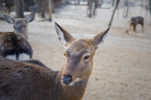 Young deer close-up. Breeding and breeding of wild animals in nature reserves. Looks directly into the camera. Soft focus blurry background. Neutral color palette. Protection maintenance of animals