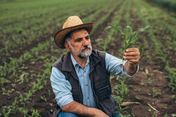 istock farmer examine corn plant on filed 1354816085