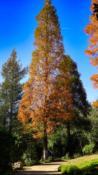 арборвиты - eastern arborvitae стоковые фото и изображения