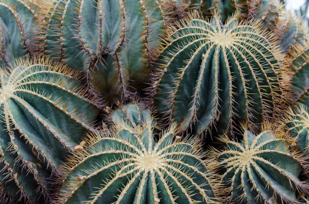 cultivo de plantas y cactus en un jardín botánico de singapur - cactus spine fotografías e imágenes de stock