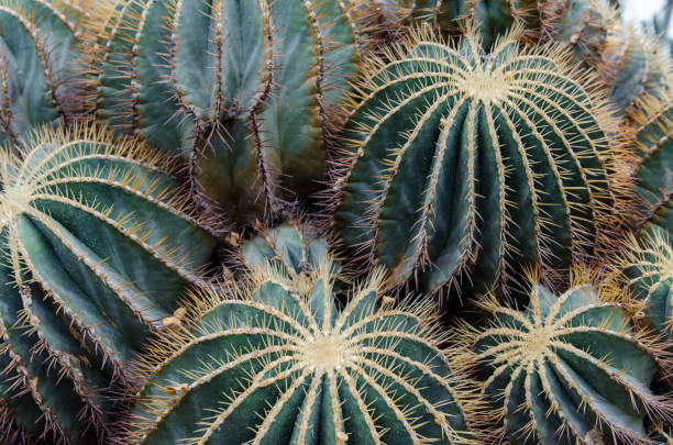 植物園シンガポールで植物やサボテンを育てる - cactus spine ストックフォトと画像