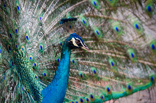 Closeup portrait of beautiful peacock with feathers out.