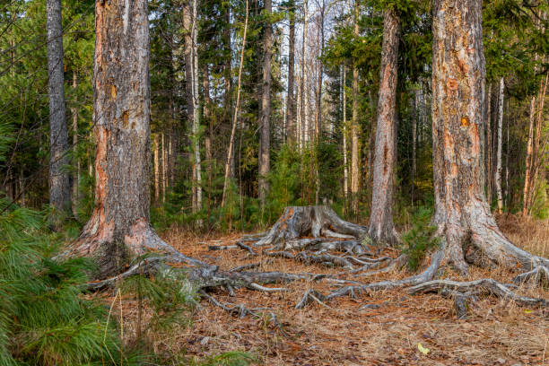 istock Beauty in nature 1354820534