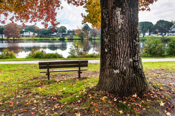 istock autumn landscape with a bench by a lake 1354821397