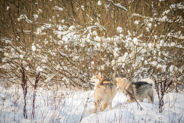 istock Two Northern dogs in a snowy forest 1354821543